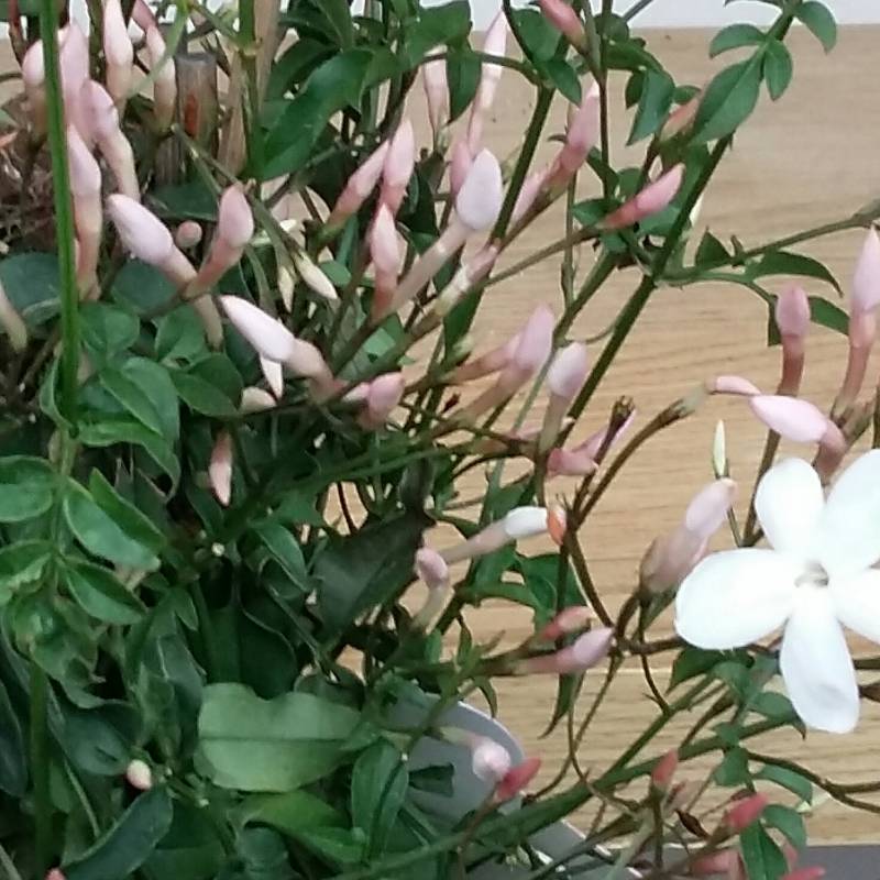 primo gelsomino fiorito nel terrazzo