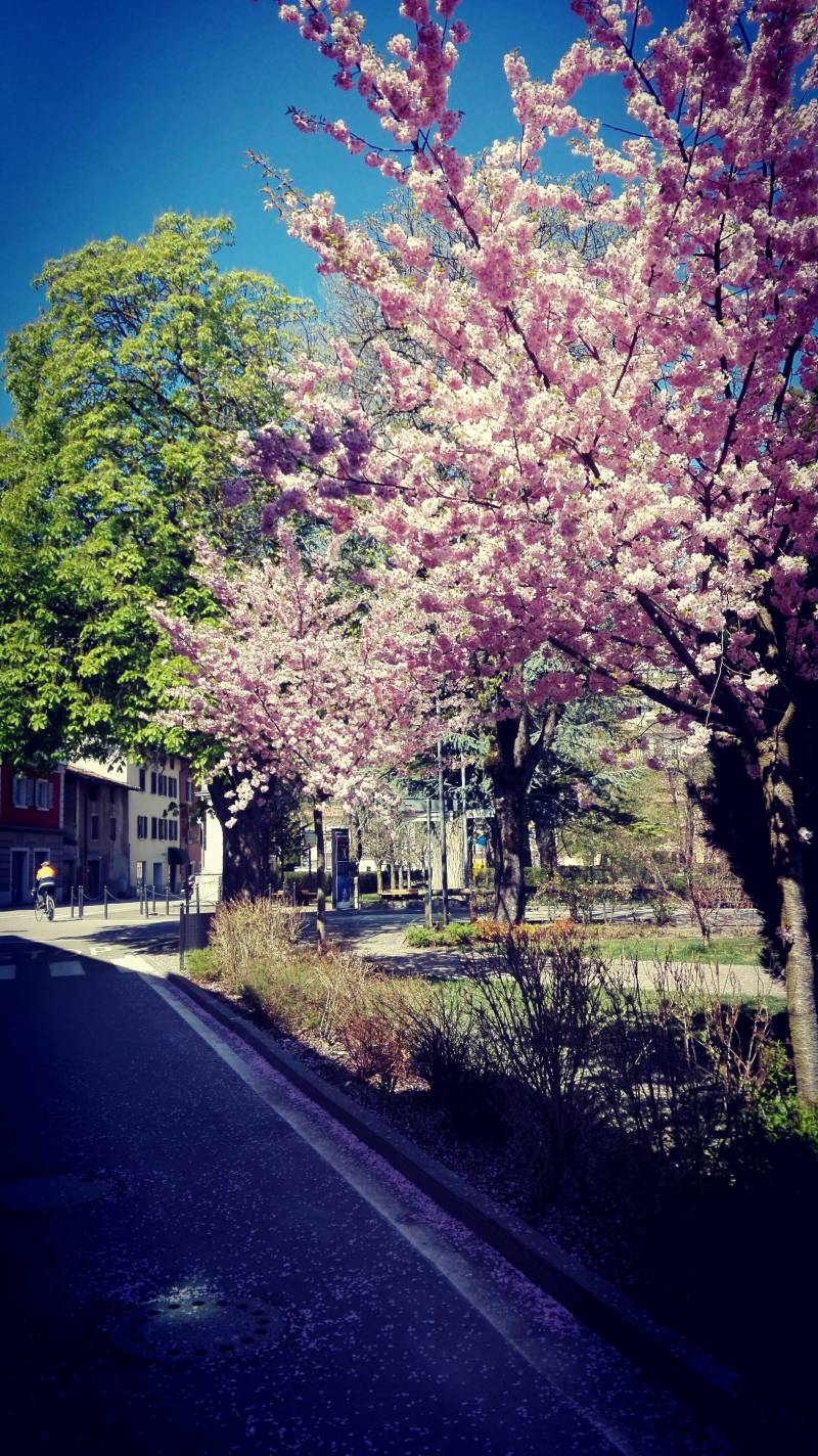 Primavera a Brentonico