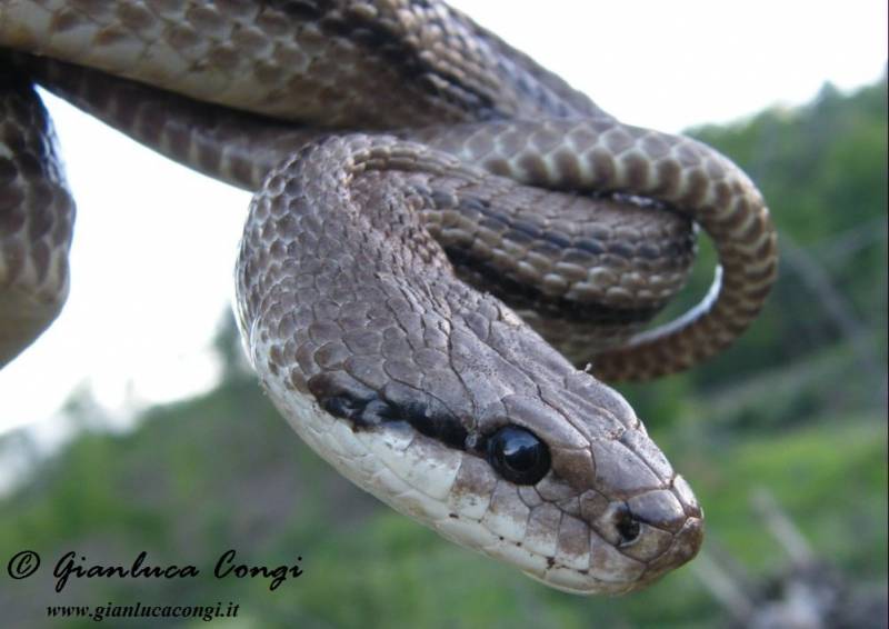 Serpente Cervone sulla Sila - foto di Gianluca Congi