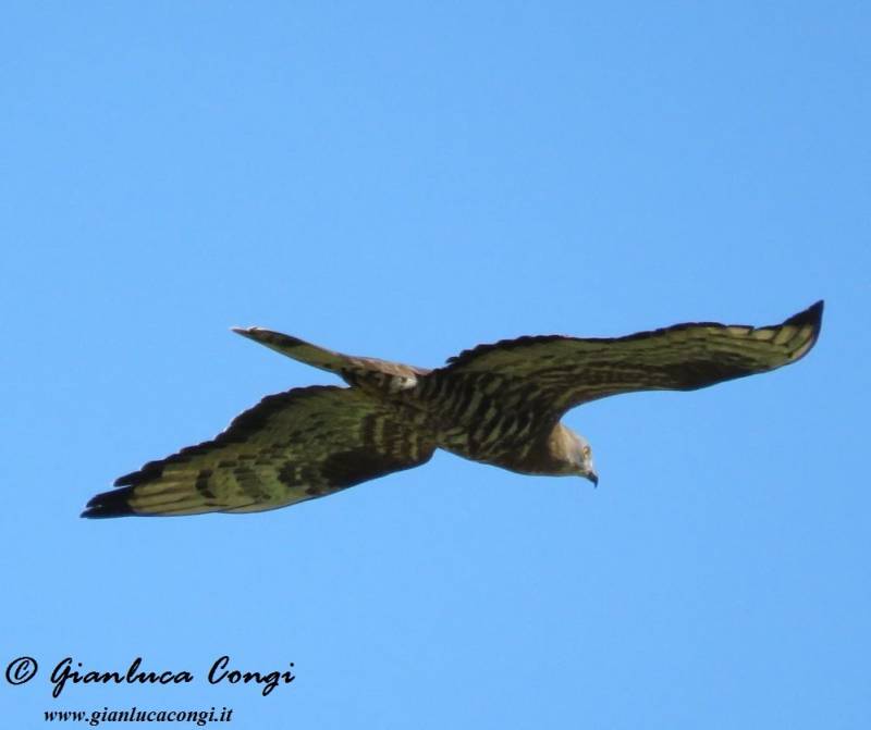 Falco pecchiaiolo nidificante nel Parco Naz. Sila - foto di Gianluca Congi