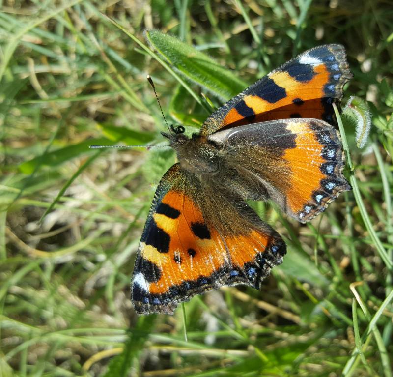 Vanessa dell'Ortica in Sila - foto di Gianluca Congi
