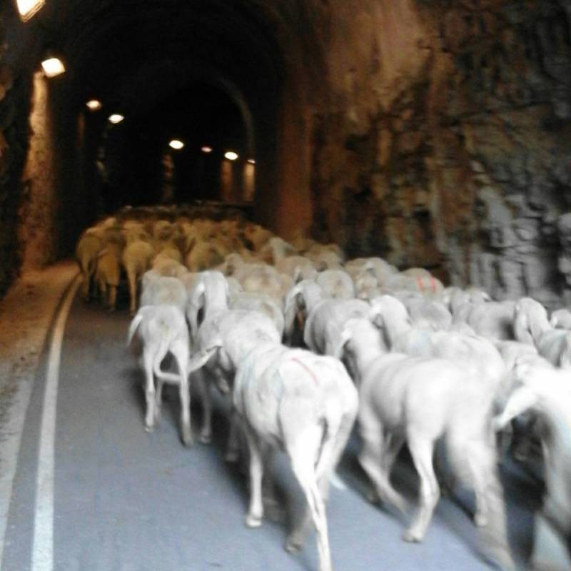 Gregge in pista ciclabile