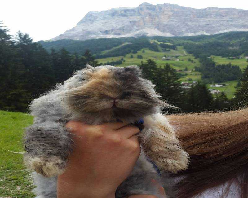 Coniglietto in montagna