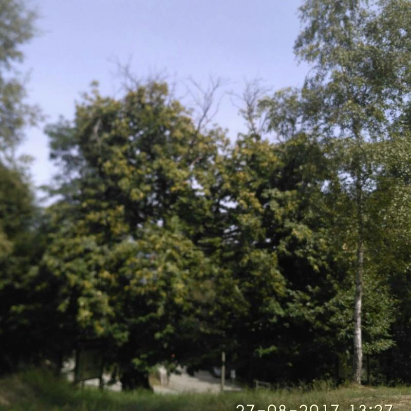 Fotosegnalazione di Madonna del sasso