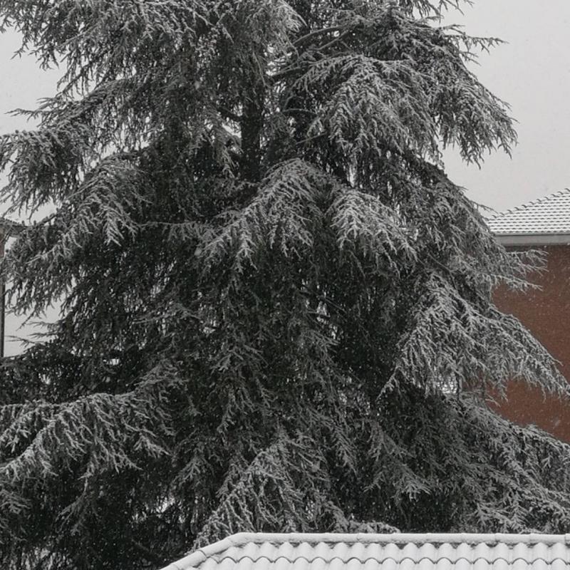 Neve a caselle torinese