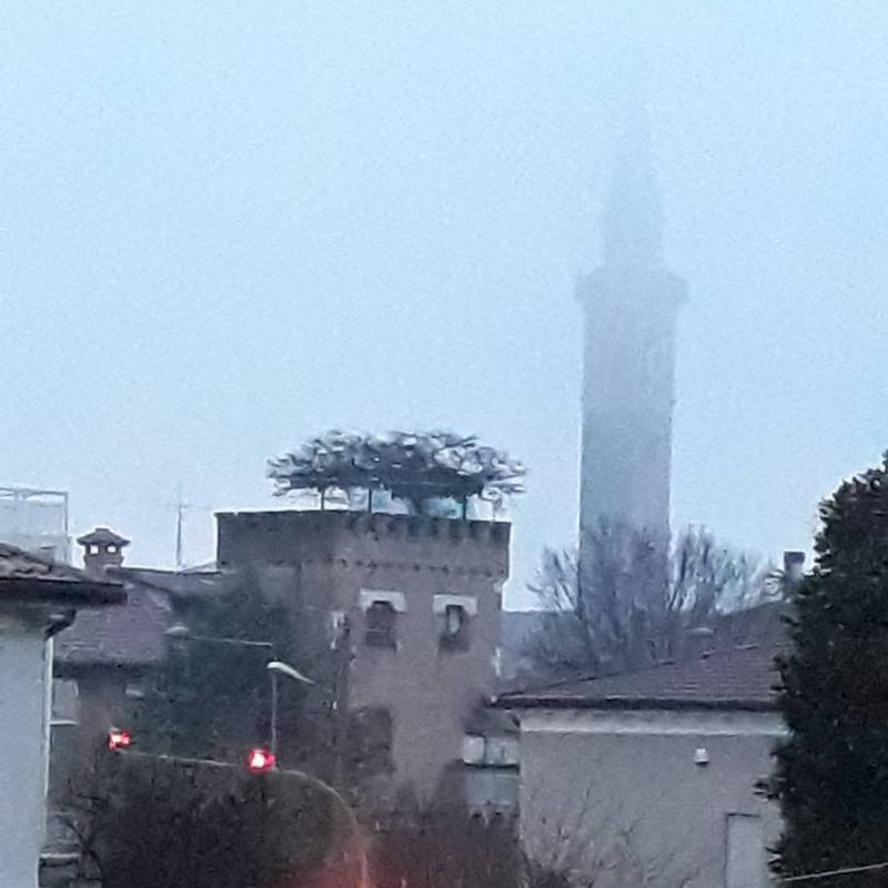 Ascella campanile