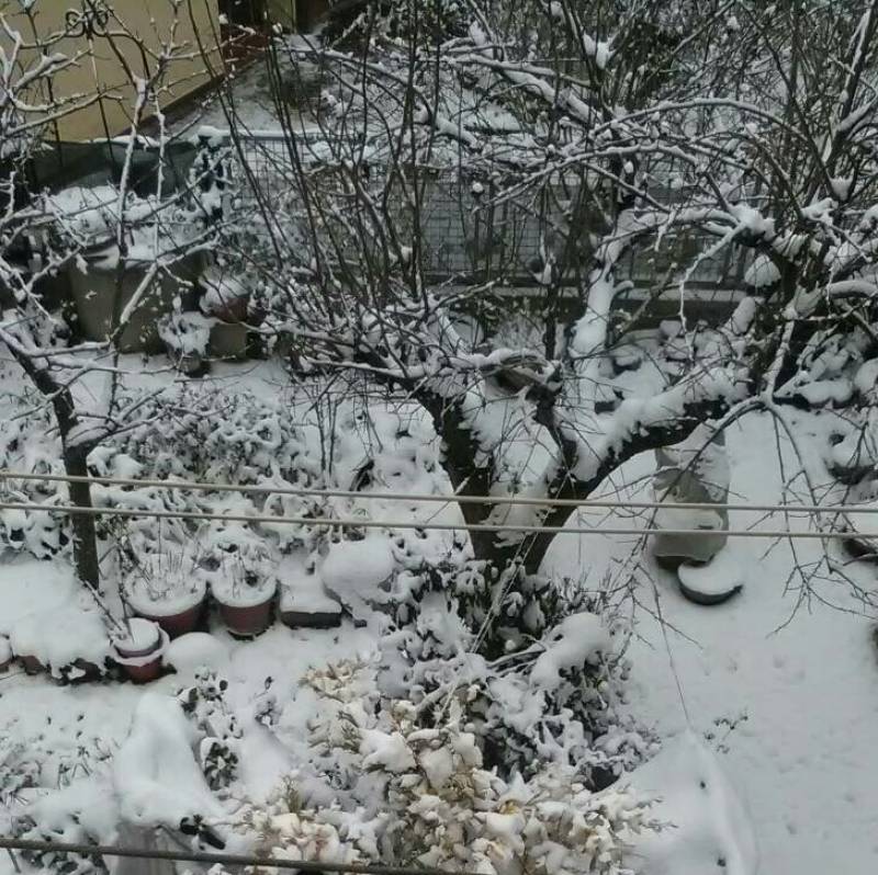 Giardino con neve