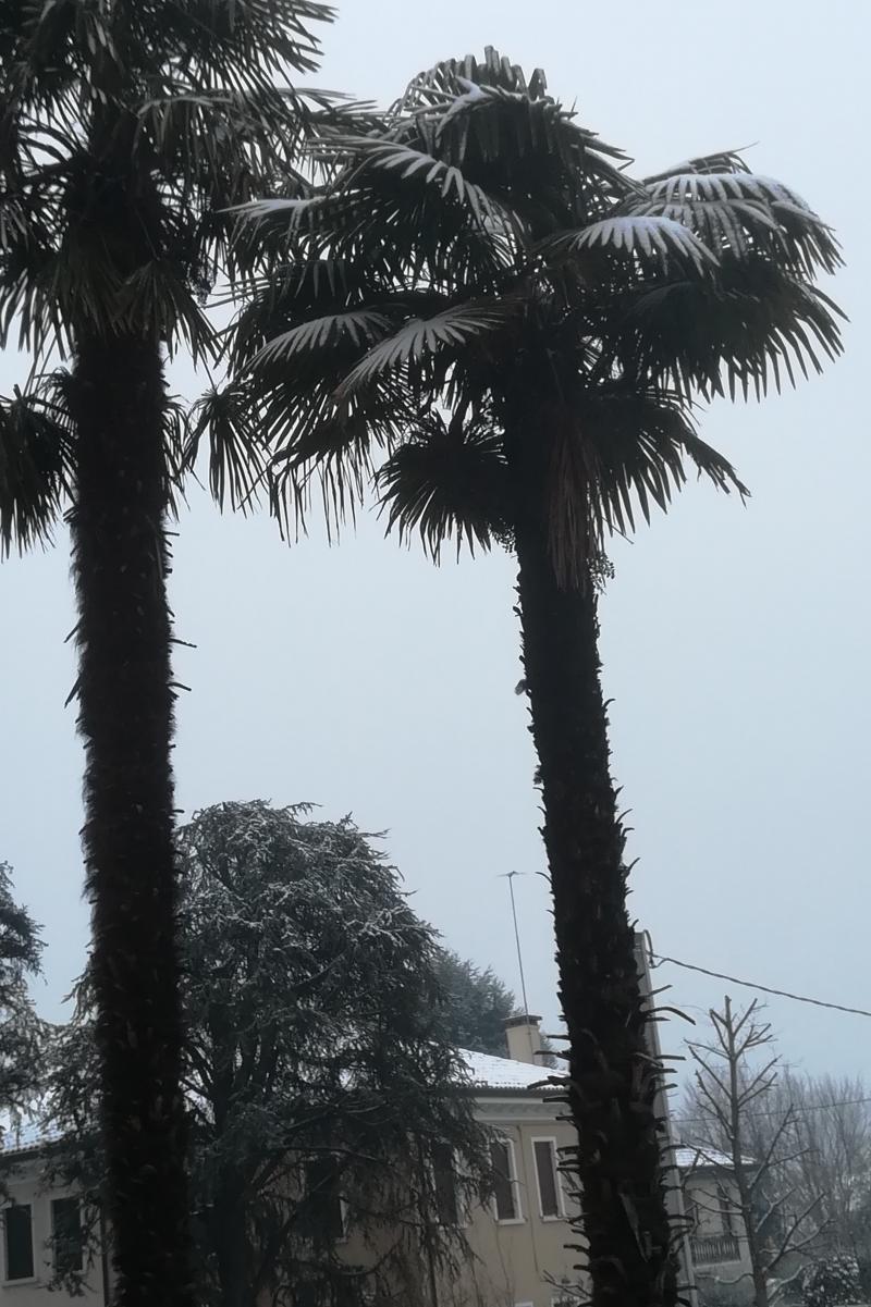Neve sulle palme.