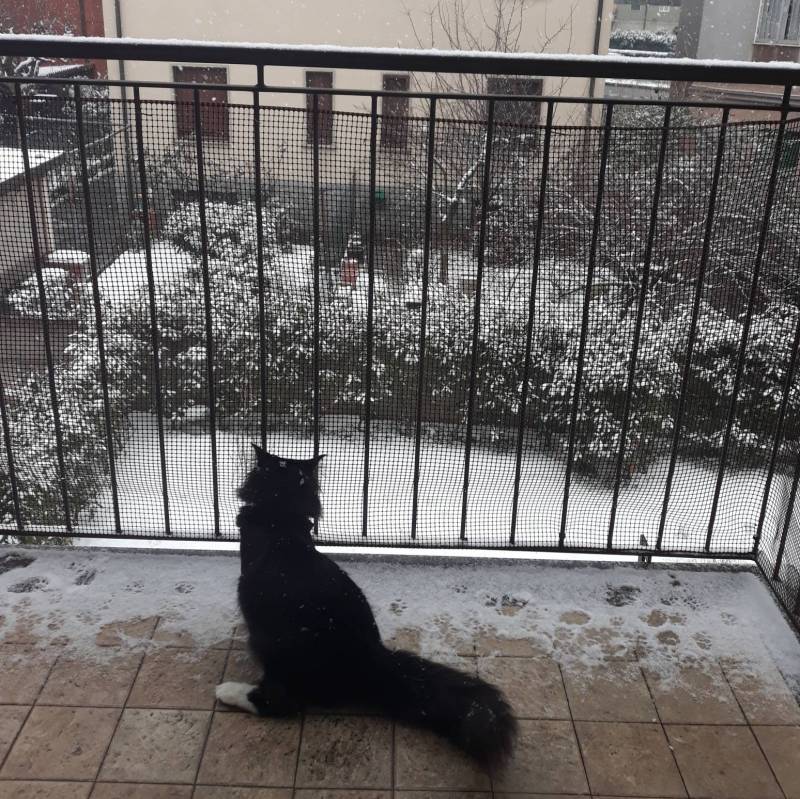 Pepe gatto delle nevi