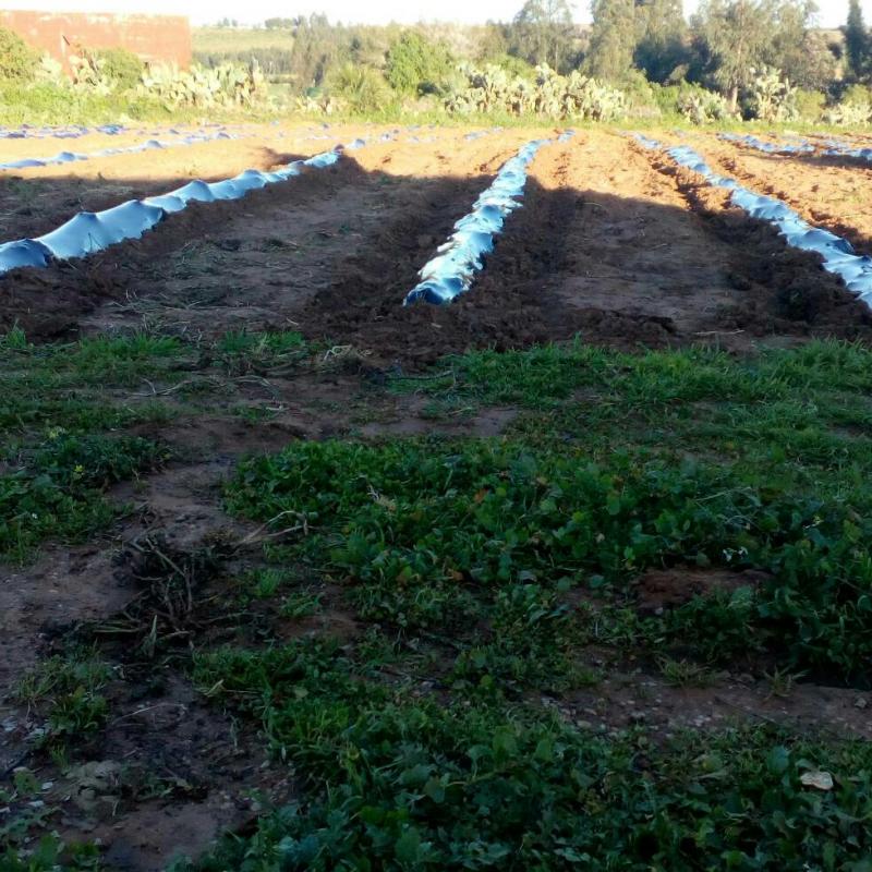 Fotosegnalazione di Ksar el kebir