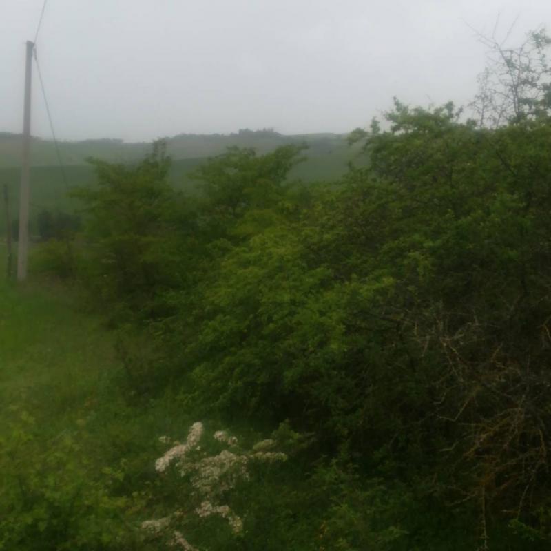 Fotosegnalazione di Montalcino