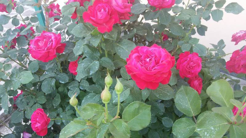 Maggio il mese delle rose