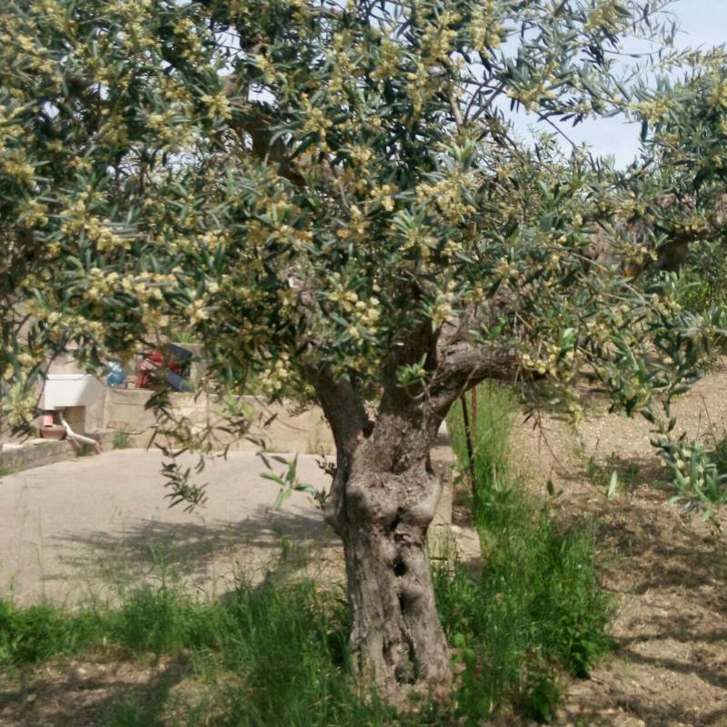 Fioritura albero di olivo