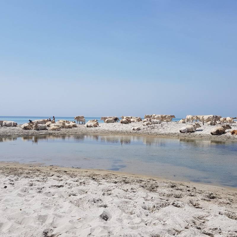 Berchida Mucche in spiaggia