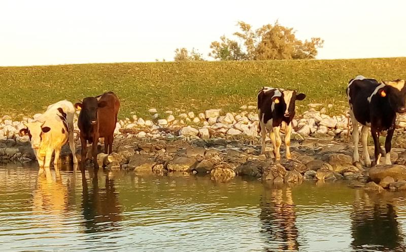 Mucche in laguna