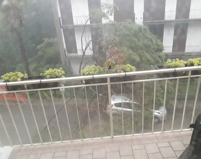 Padova violento temporale e alberi caduti
