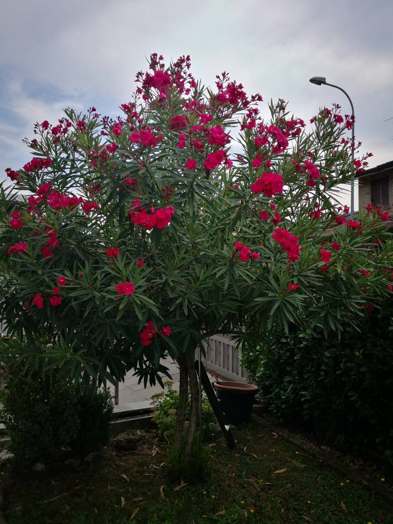 Fiore di oleandro rosso