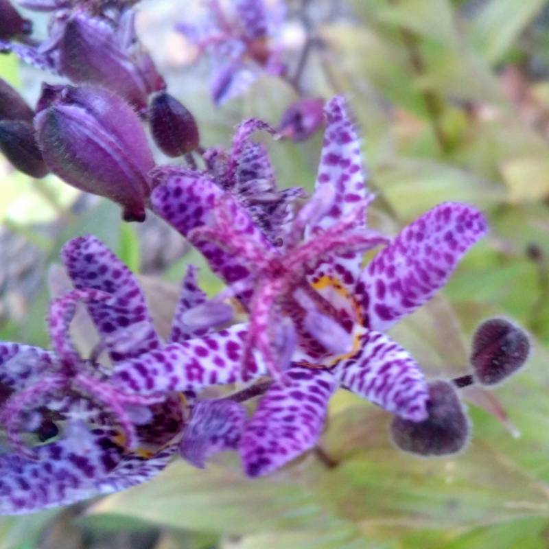 Orchidee urbe