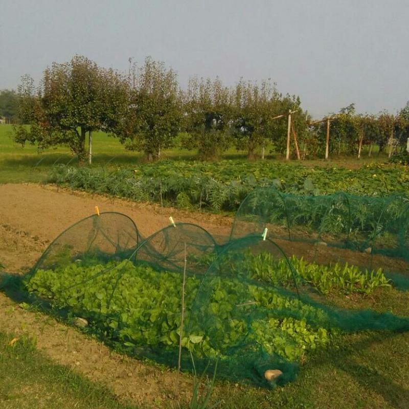 Fotosegnalazione di Terruggia