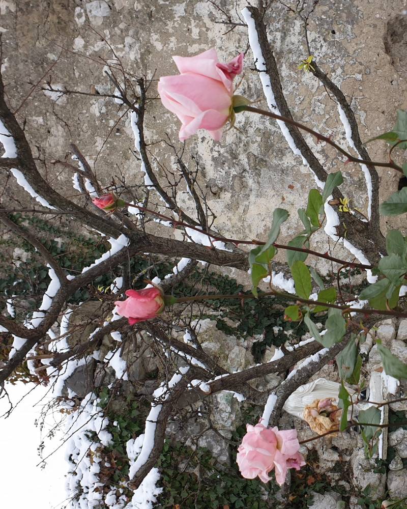 Arpaia le rose con la neve