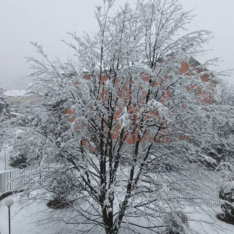 Albero con neve masnago