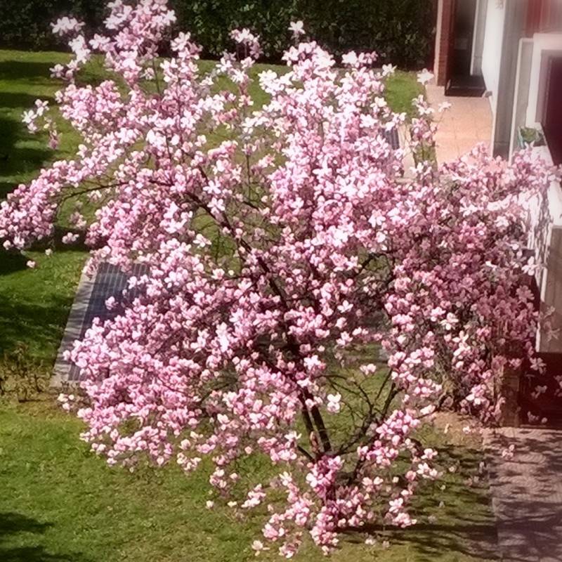 Primavera in rosa