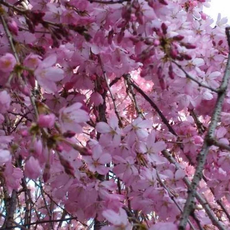Primavera in rosa