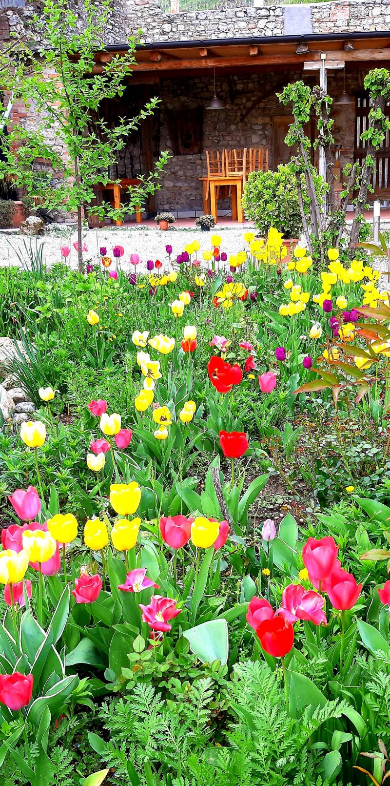 Giardino di tulipani