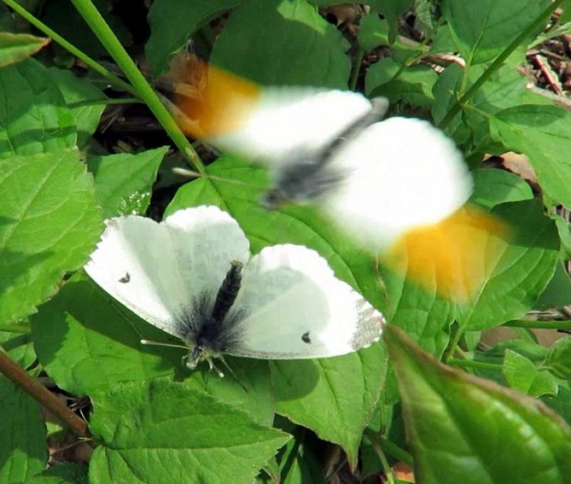 Coppia di farfalle