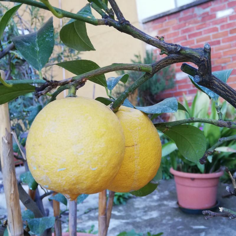 Primi limoni