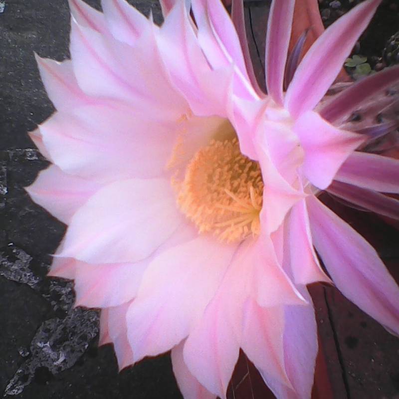Un bellissimo fiore di cactus