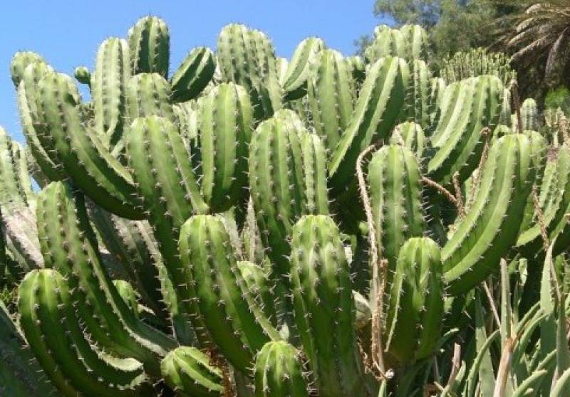 Il cactus