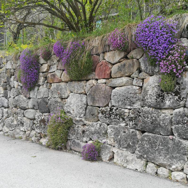 Muro in fiore