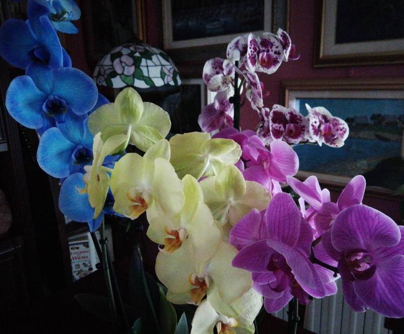 Le nostre orchidee made in calolziocorte.