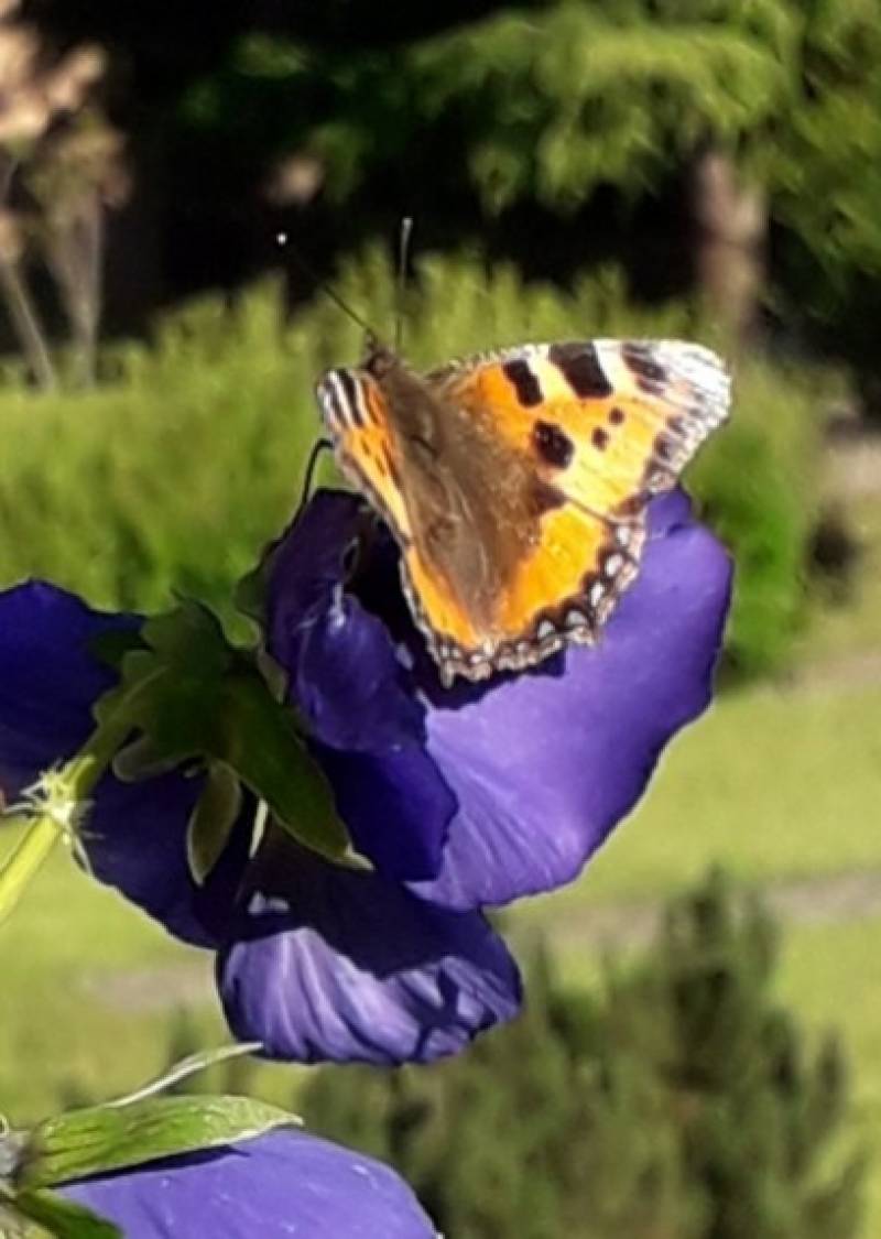 Butterfly al sole di giugno