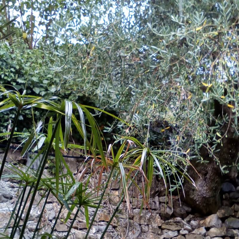 Pioggia fra gli olivi