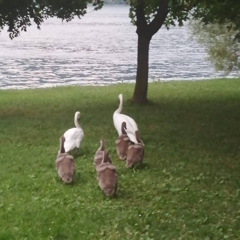 I cigni del lungolago di lecco dopo aver mangiato in fila con i piccoli tornano nel lago.