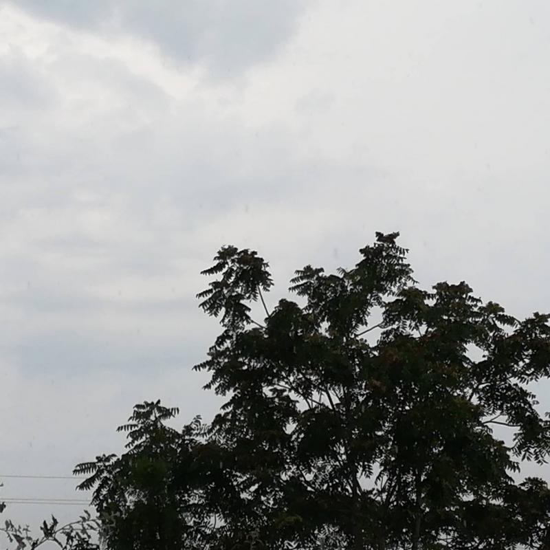 Fotosegnalazione di Cervia