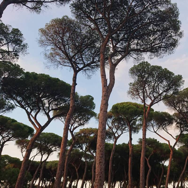 Fotosegnalazione di Roma monte verde