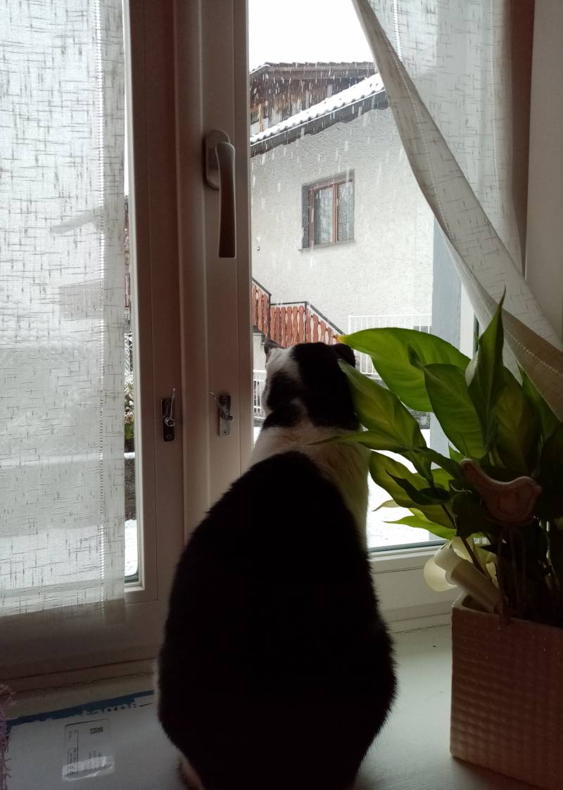 Oscar e la neve