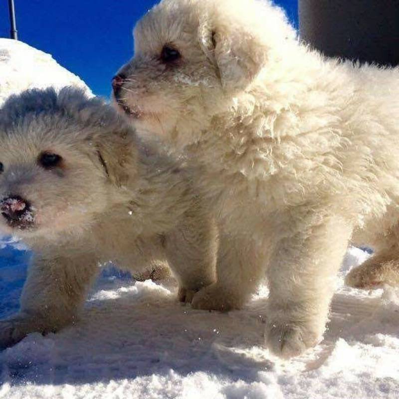 Cani che giocano sulla neve