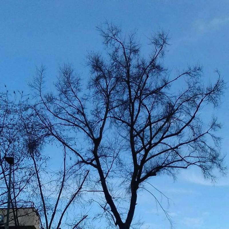 Fotosegnalazione di Torino