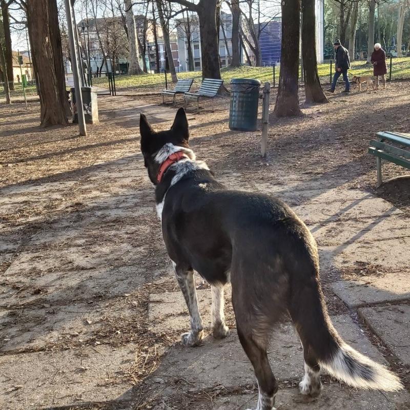 Pomeriggio con cane al parco panza