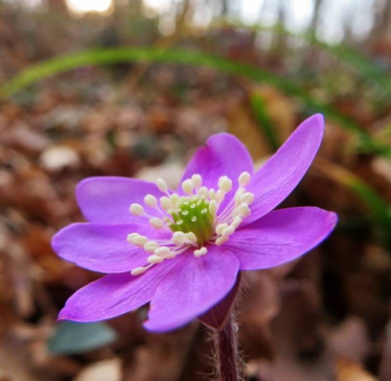 Anemone rosa
