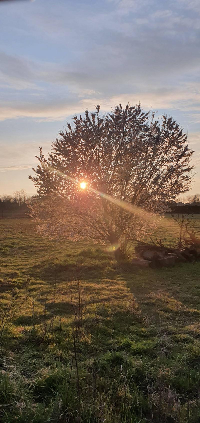 al tramonto albero in fiore