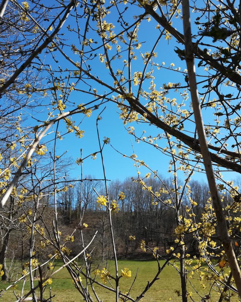 Cureggio 11 marzo 2020