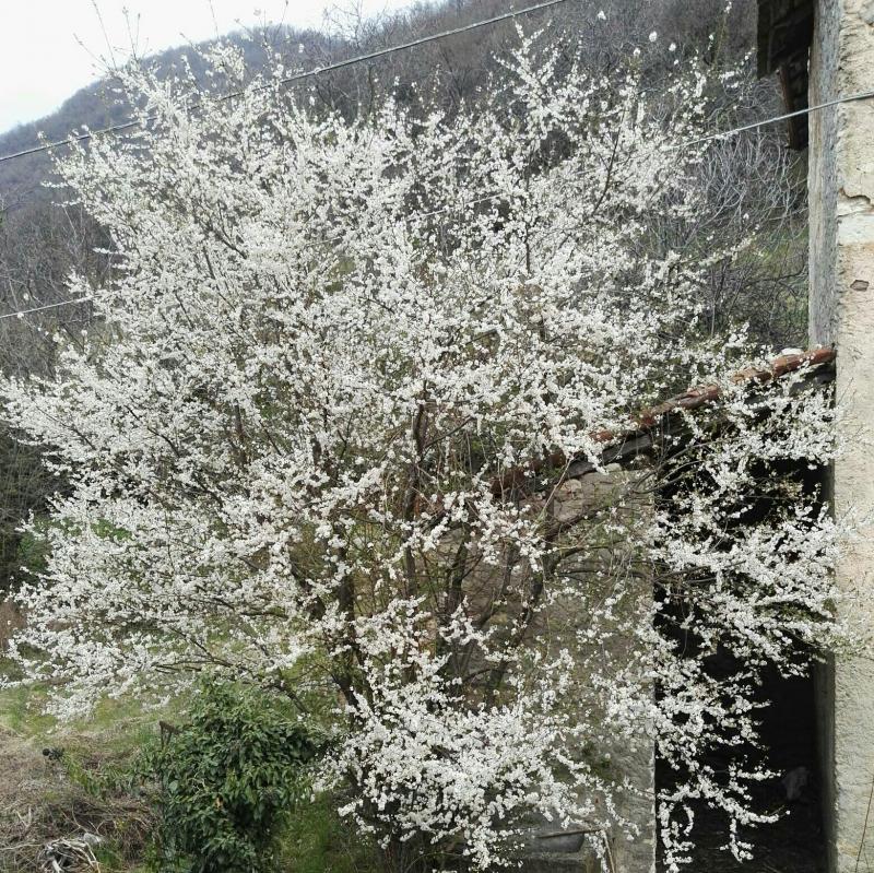 Primavera a opreno nonostante il coronavirus