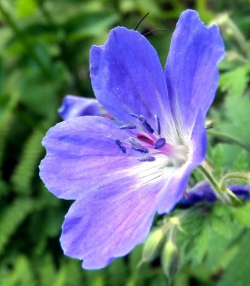 Primavera un bel fiore in questo momento disastroso