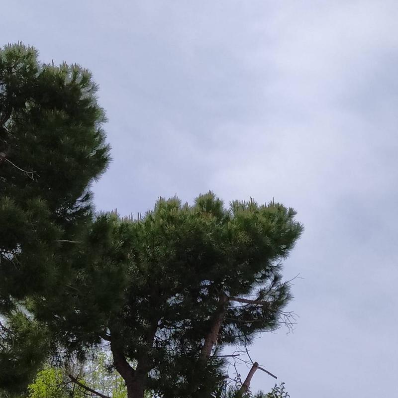 Fotosegnalazione di Falconara marittima