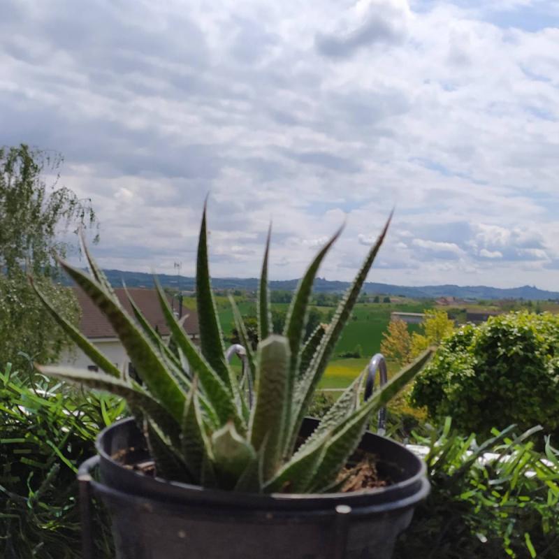 Fotosegnalazione di Terruggia